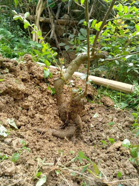 这是什么下山桩 火棘吗 帮忙看看 图片