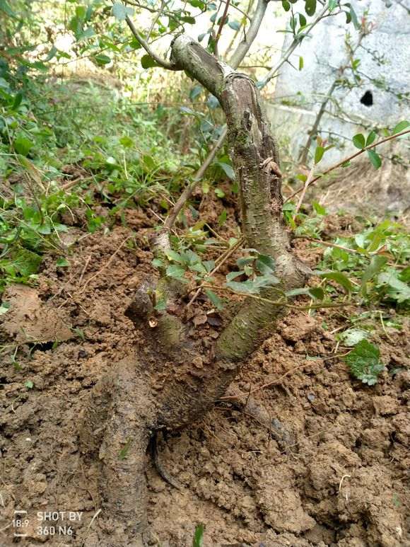  这是什么下山桩 火棘吗 帮忙看看 图片