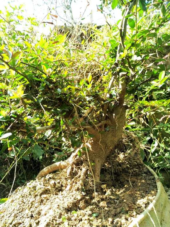 这是什么下山桩 火棘吗 帮忙看看 图片