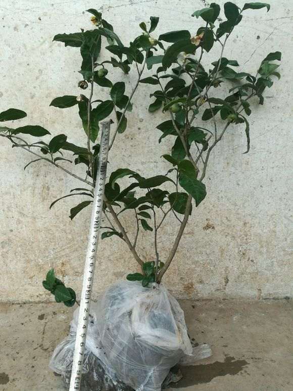 火棘下山桩用种子种可以吗 图片