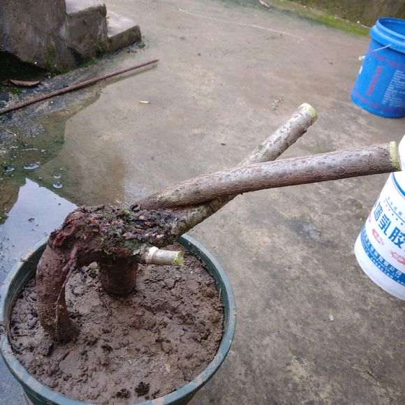 这个火棘下山桩 还要杀吗 怎么设计 图片