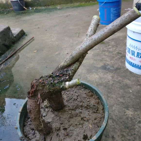 这个火棘下山桩 还要杀吗 怎么设计 图片