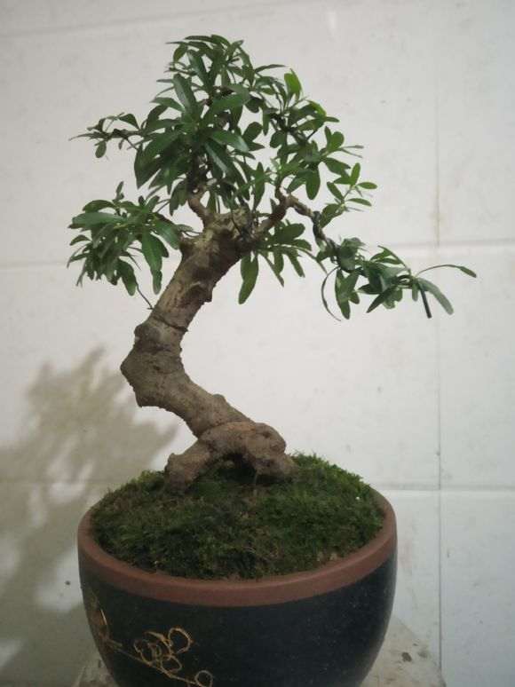 火棘下山桩好久没更新了 今天 怎么样