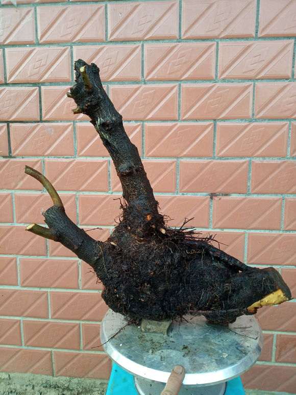 火棘下山桩好久没更新了 今天 怎么样