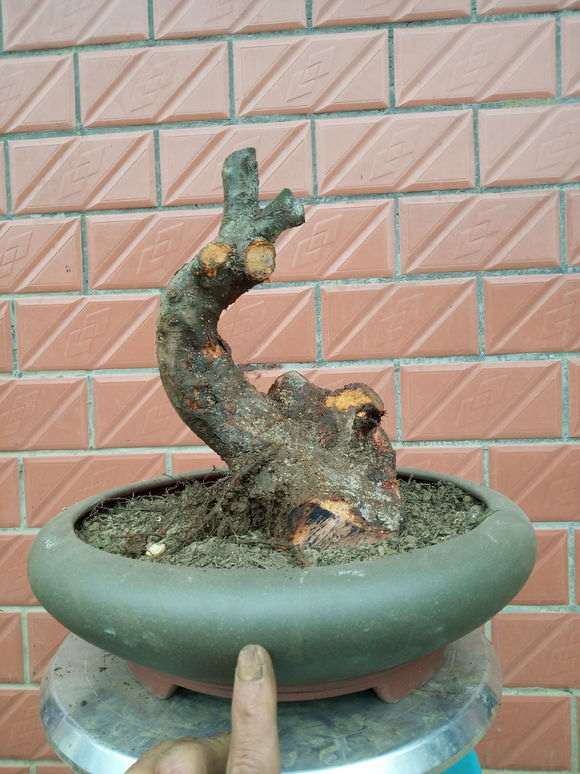 火棘下山桩好久没更新了 今天 怎么样