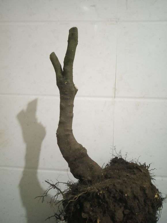 火棘下山桩好久没更新了 今天 怎么样