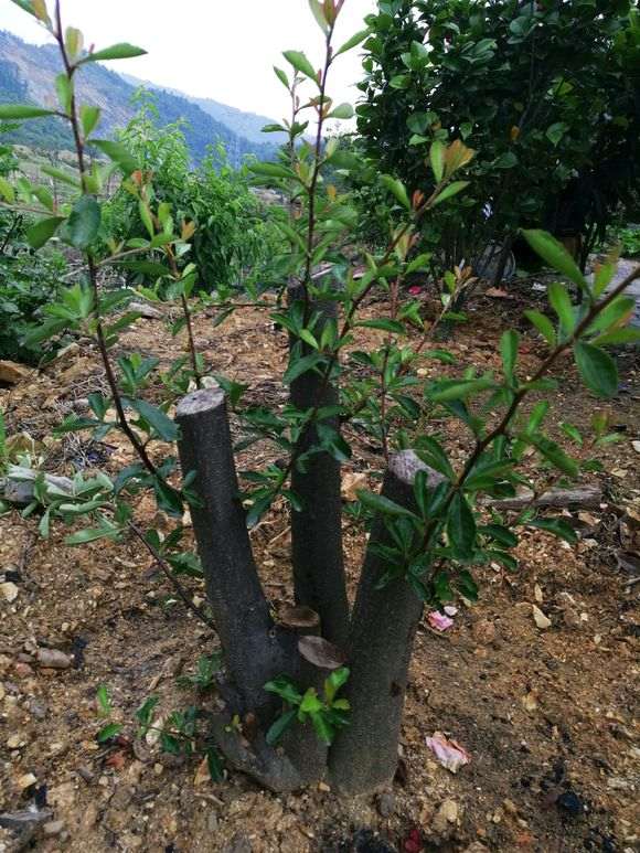 火棘下山桩发芽后怎么拆掉铝丝 图片