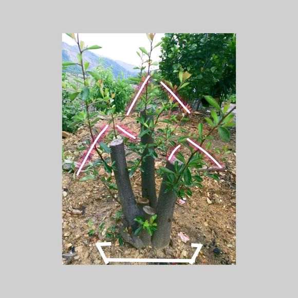 火棘下山桩发芽后怎么拆掉铝丝 图片