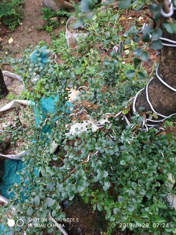 火棘下山桩发芽后怎么拆掉铝丝 图片