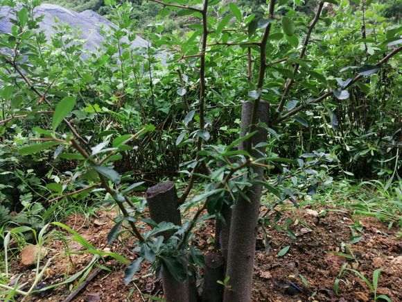 火棘下山桩发芽后怎么拆掉铝丝 图片