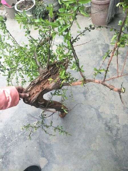 红果火棘下山桩 有天然舍利 怎么样