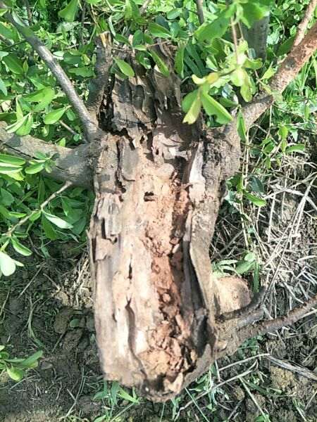 红果火棘下山桩 有天然舍利 怎么样