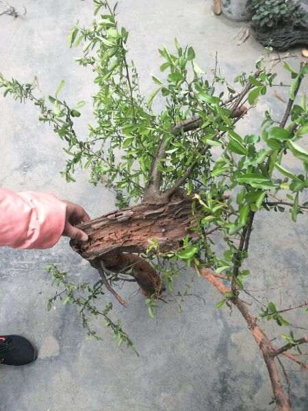 红果火棘下山桩 有天然舍利 怎么样