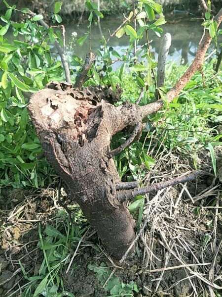 红果火棘下山桩 有天然舍利 怎么样