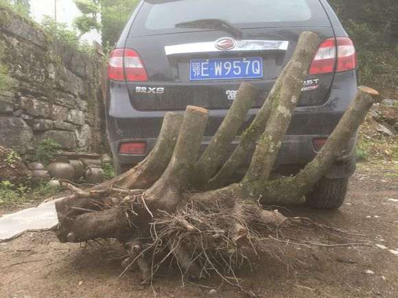 火棘下山桩丛林王 重90公斤 怎么样 图片