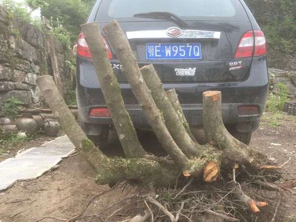 火棘下山桩丛林王 重90公斤 可以吗 图片