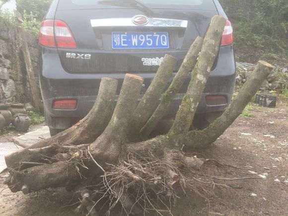 火棘下山桩丛林王 重90公斤 怎么样 图片