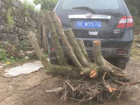 火棘下山桩丛林王 重90公斤 怎么样 图片