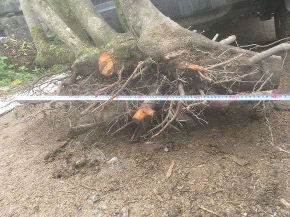 火棘下山桩丛林王 重90公斤 怎么样 图片