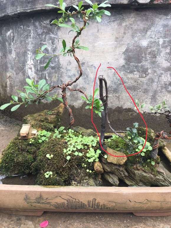 火棘下山桩要开花了 怎么样 图片