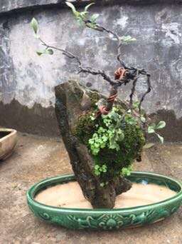 火棘下山桩要开花了 怎么样 图片