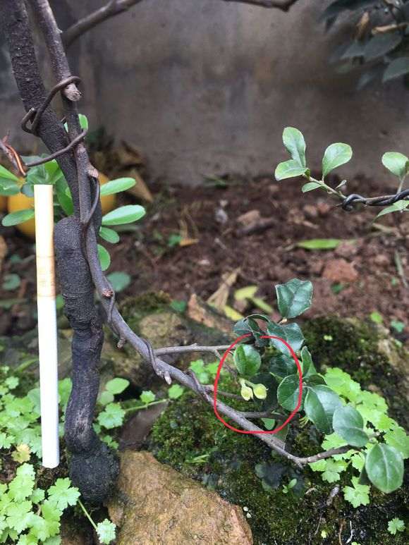 火棘下山桩要开花了 怎么样 图片