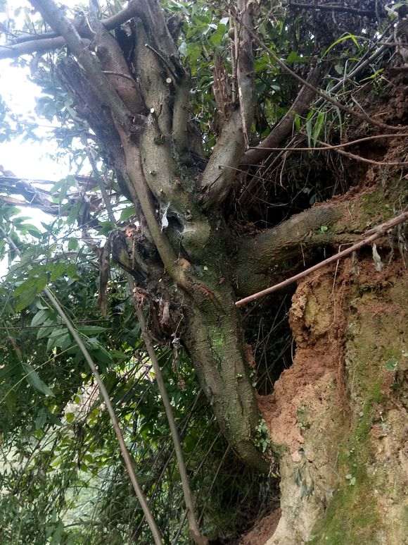 火棘下山桩没有须根 怕难活 没有挖