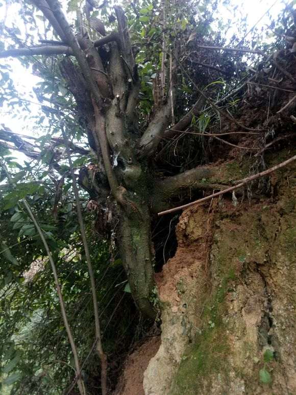 火棘下山桩没有须根 怕难活 没有挖