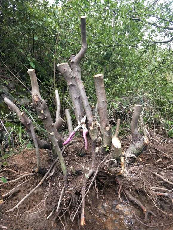 百年火棘下山桩 200斤 怎么样 图片