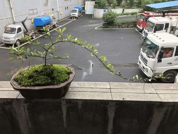 这个火棘下山桩 好成活吗 怎么样 图片
