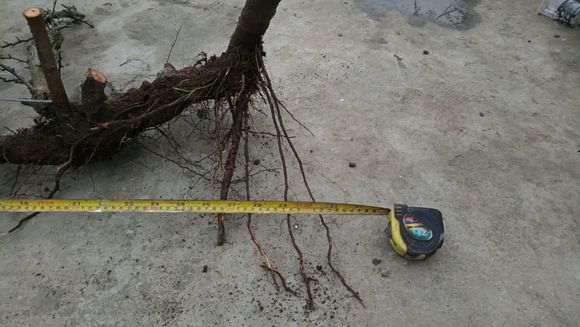 红果火棘下山桩太长了 怎么样 图片