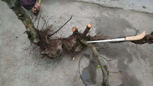 红果火棘下山桩太长了 怎么样 图片