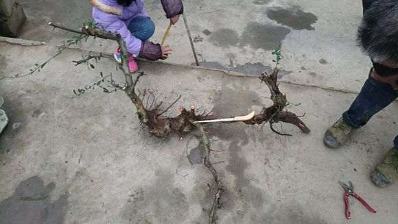 红果火棘下山桩太长了 怎么样 图片