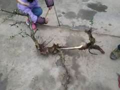 红果火棘下山桩太长了 可以吗 图片