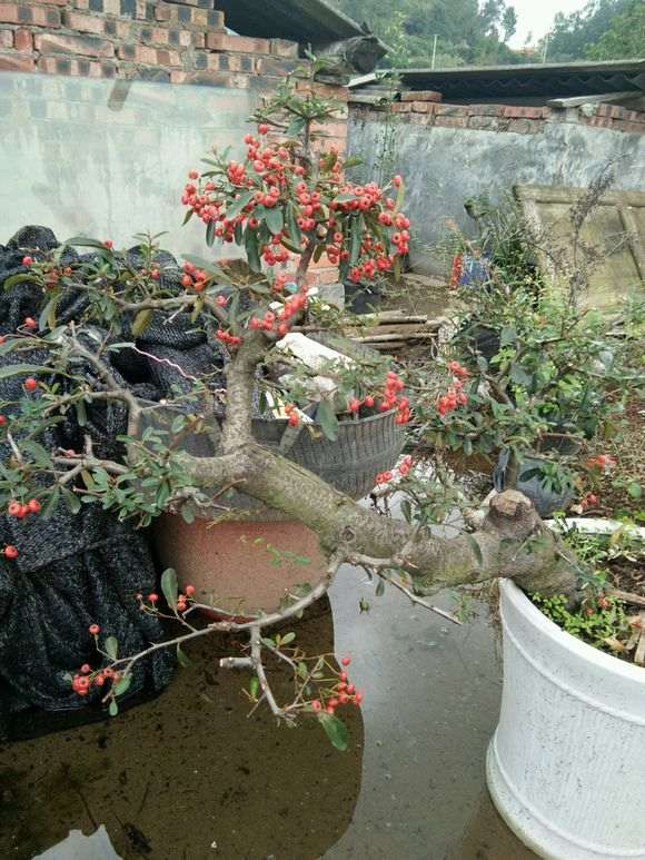 两盆火棘下山桩被鸟儿吃了 怎么办