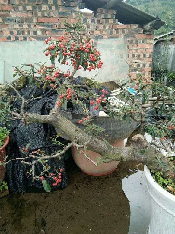 两盆火棘下山桩被鸟儿吃了 怎么办