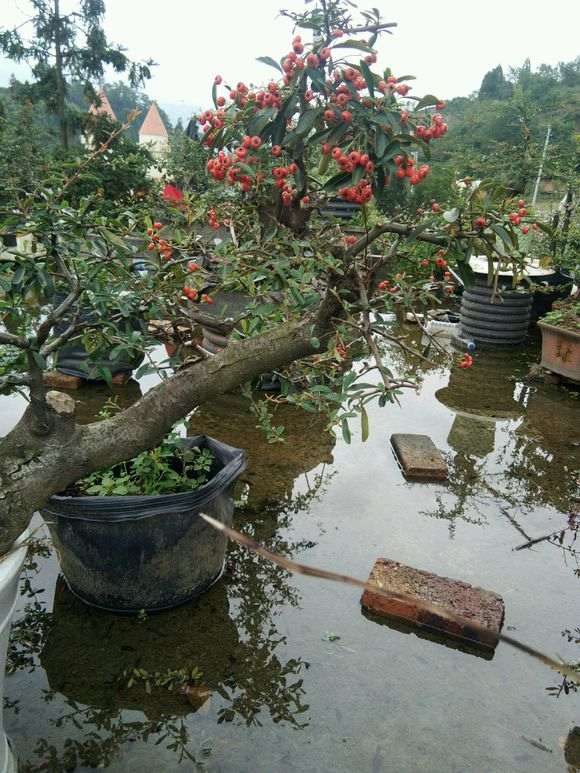 两盆火棘下山桩被鸟儿吃了 怎么办