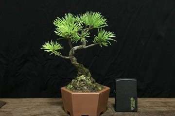 中国盆景艺术家协会交纳2020年会费的通知