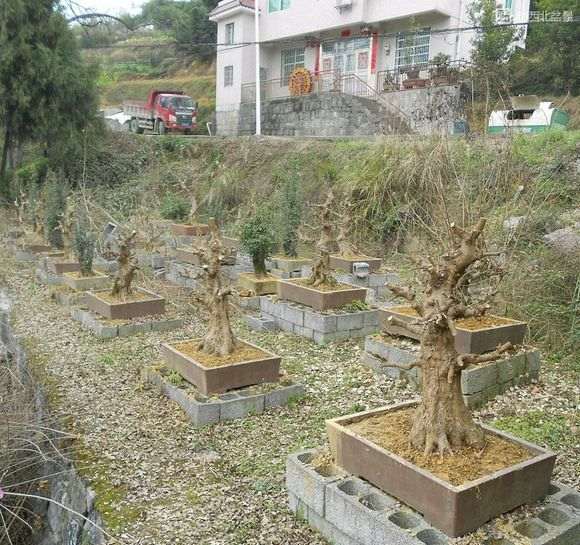 怎么用水泥制作盆景盆子的方法 图片