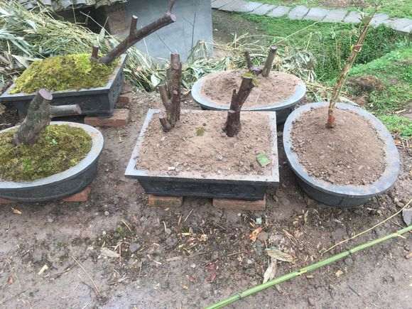 怎么用水泥制作盆景盆子的方法 图片