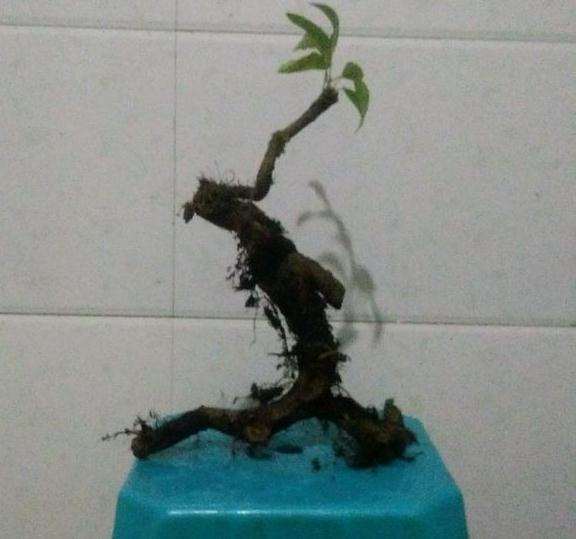 今天挖了几个火棘下山桩 怎么样 图片