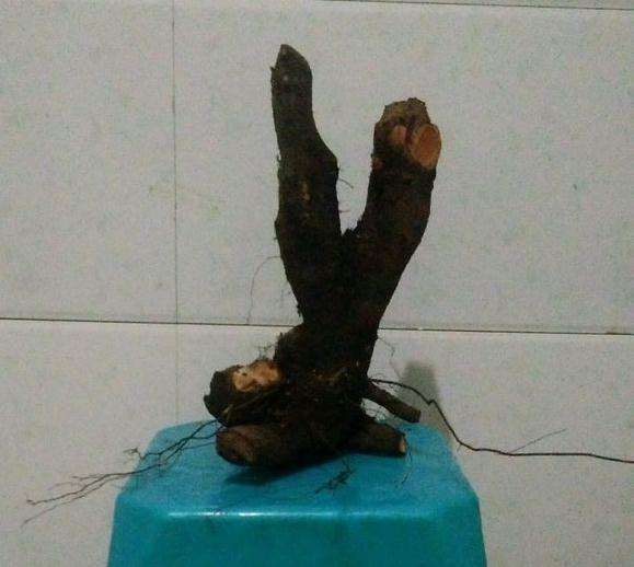 今天挖了几个火棘下山桩 怎么样 图片