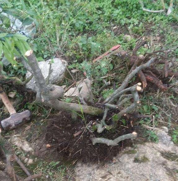 今天挖了几个火棘下山桩 怎么样 图片