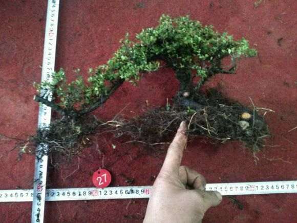 沙栽的下山桩怎么上盆的方法 图片