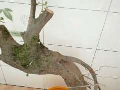 火棘下山桩可以沙埋缠膜 保活吗