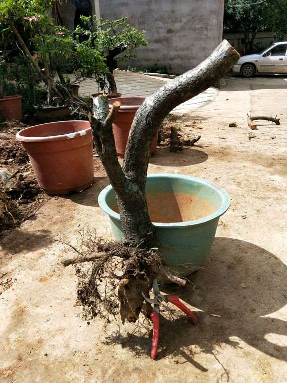 火棘下山桩太不好看 拍完照就扔了 图片