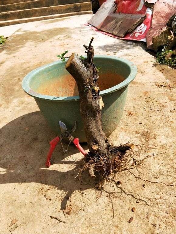 火棘下山桩太不好看 拍完照就扔了 图片