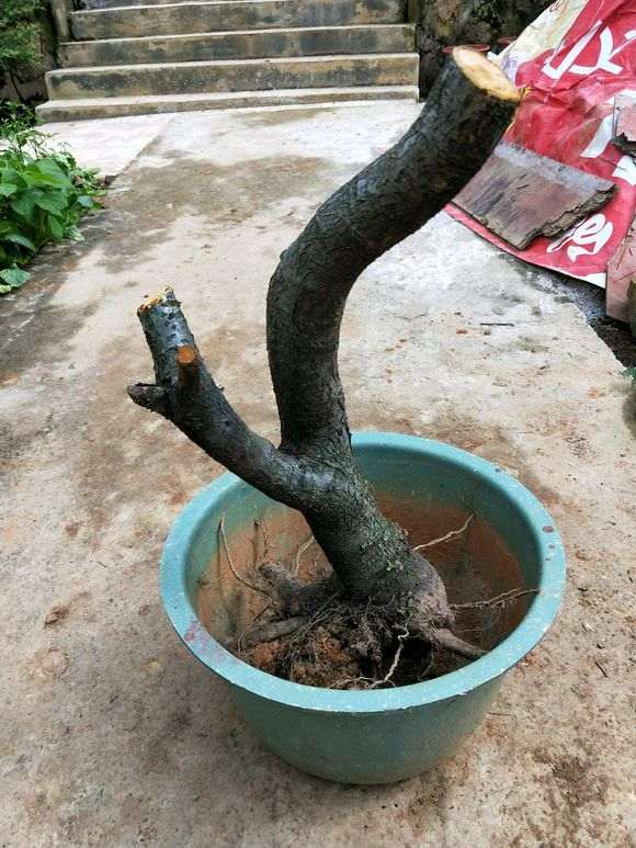 火棘下山桩太不好看 拍完照就扔了 图片