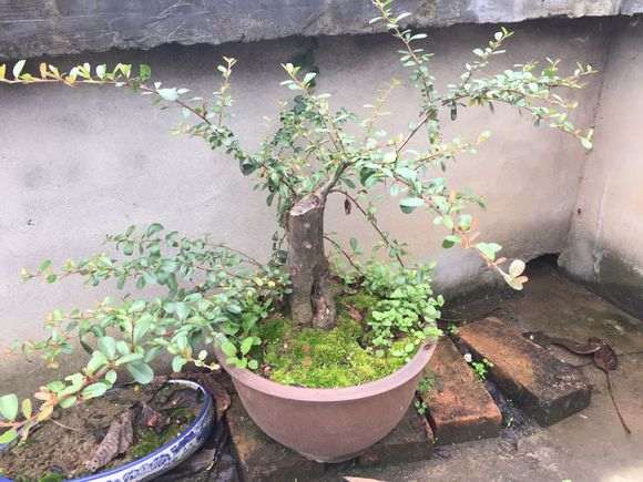 火棘下山桩的一级枝怎么养粗 图片
