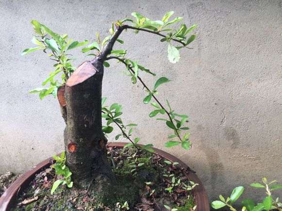 火棘下山桩的一级枝怎么养粗 图片